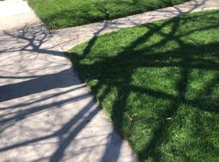 Olivia j.'s lawn service service result