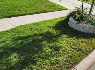 Suzanne S.'s turf maintenance service result