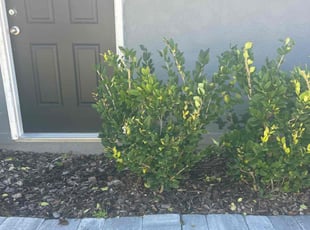 Fred S.'s Bush Trimming service result