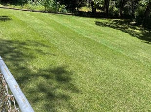 Donna B.'s grass maintenance service result
