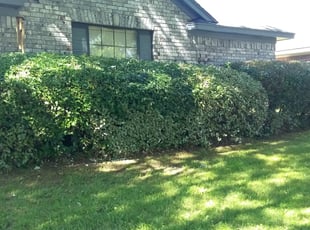 Erik J.'s Bush Trimming service result
