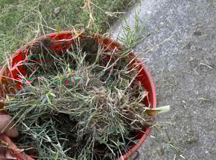 Edwin P.'s Flower Bed Weeding service result