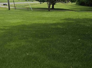 Sherquita R.'s turf care service result