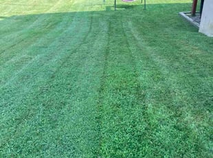 Money D.'s turf care service result