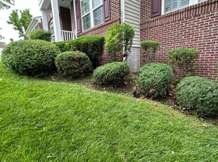 Lloyd C.'s lawn service service result