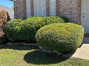 Natalie H.'s Bush Trimming service result