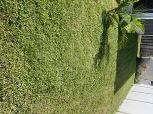 Joan B.'s lawn service service result