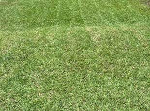 Deborah Y.'s turf maintenance service result