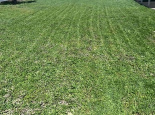 Renee A.'s turf care service result