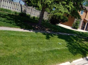 Debdeep G.'s turf care service result