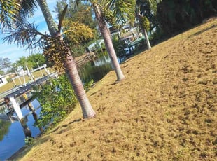 Calvin H.'s grass maintenance service result