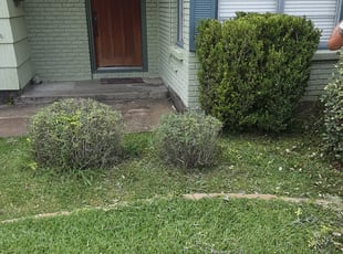 David M.'s Bush Trimming service result