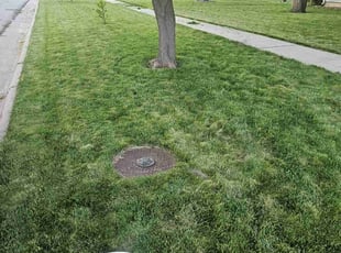 Nicole T.'s Tree Trimming service result