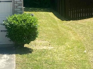 Calya S.'s turf maintenance service result