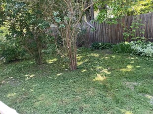 Saed A.'s lawn care service result