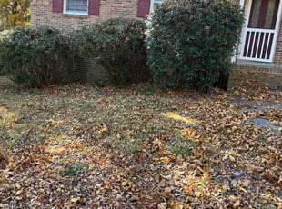 Marc P.'s Bush Trimming service result