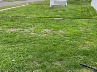 Geneva M.'s turf care service result