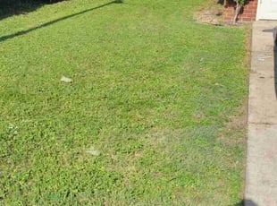 Brittany O.'s turf maintenance service result