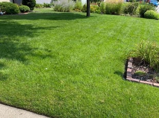 Sharon D.'s turf care service result