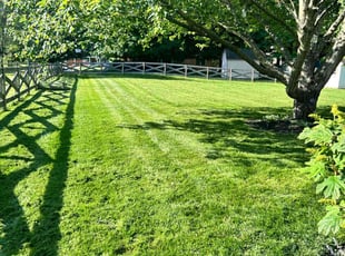 Syrina M.'s turf maintenance service result