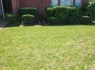 Dexter T.'s Bush Trimming service result