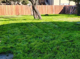 Matthew H.'s turf maintenance service result