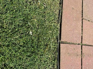 Stanley S.'s grass cutting service result