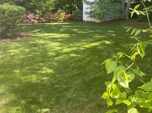 Ryan D.'s lawn maintenance service result