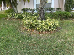 Angela F.'s Bush Trimming service result