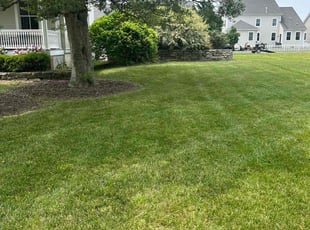 Rachael H.'s turf care service result
