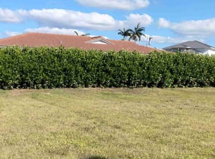 Ronald D.'s lawn care service result