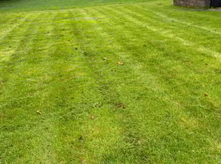Tom M.'s turf care service result