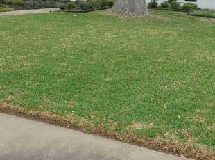 Jeff B.'s lawn care service result