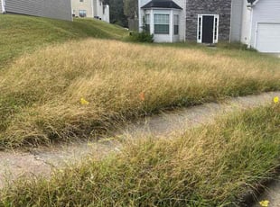 Kenneth B.'s Long Grass Cleanup service result