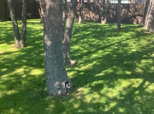 Cindi K.'s lawn care service result