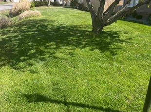 Sam J.'s lawn service service result