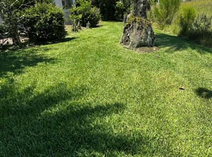 Courtney C.'s turf care service result