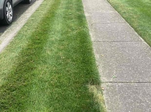 Patty F.'s grass cutting service result