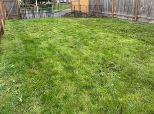 Tina P.'s grass cutting service result