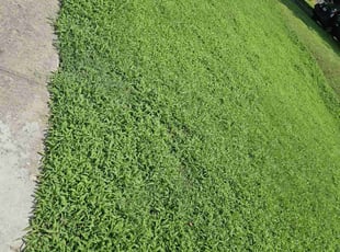 John S.'s grass maintenance service result
