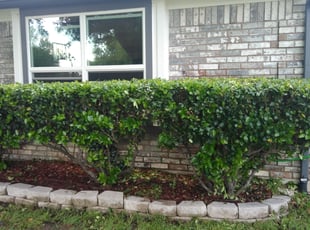 Chris H.'s Bush Trimming service result