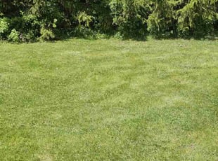 John M.'s Leaf Removal service result