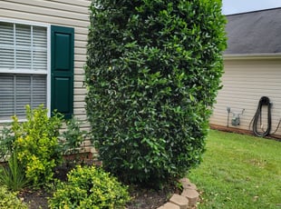 Yvonne S.'s Bush Trimming service result