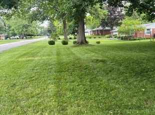 Matt H.'s turf care service result