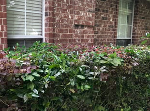 Rodney B.'s Bush Trimming service result