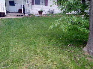 Yoni S.'s lawn service service result