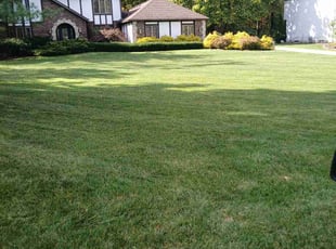 Gerald V.'s turf care service result