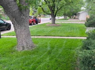 Delilah T.'s lawn maintenance service result
