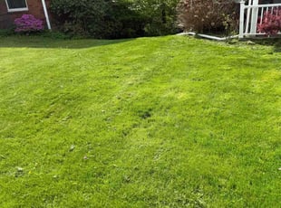 Richard C.'s turf maintenance service result