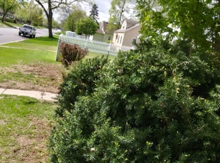 Lane P.'s Bush Trimming service result